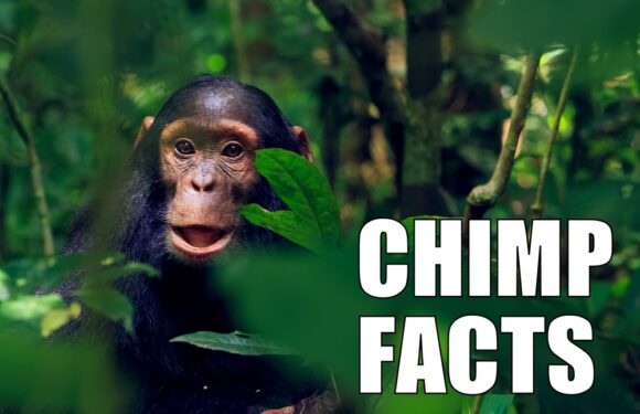 10 Fun Facts about Chimpanzees