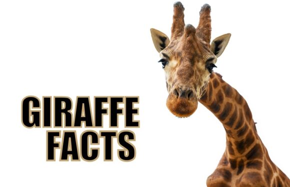 12 Fun Facts About Giraffes