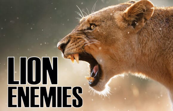 Enemies of the Pride: What Kills and Eats Lions?