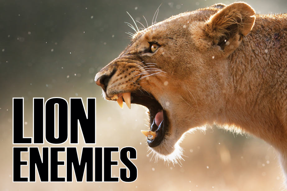 Enemies of the Pride: What Kills and Eats Lions? | Ultimate