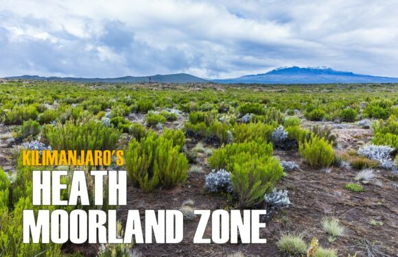 The Heath/Moorland Zone of Mount Kilimanjaro – What’s it Like?