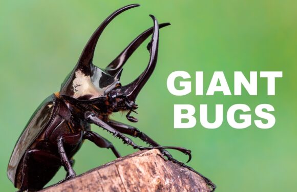 The 15 Largest Insects in the World (Biggest Bugs)