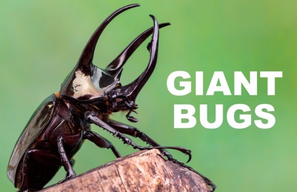 10 Fun Facts About Wildebeests | Ultimate Kilimanjaro