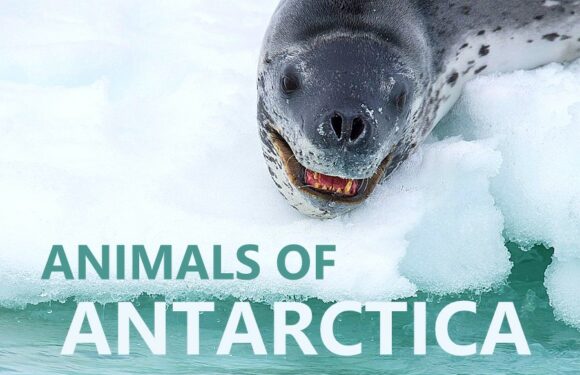 Antarctic Animals: Life on the White Continent