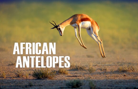 African Antelopes: Characteristics, Adaptations & Species List