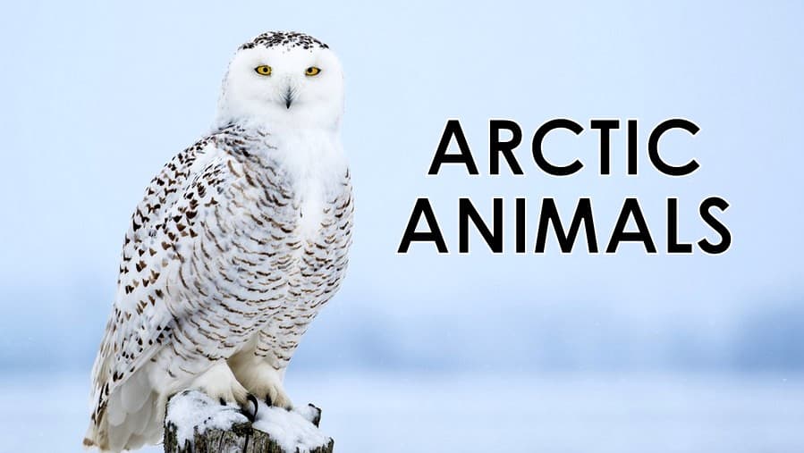 Arctic Animals: Life and Survival on the Tundra