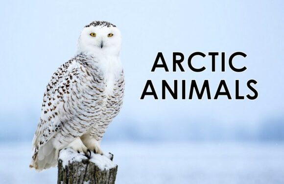 Arctic Animals: Life and Survival on the Tundra