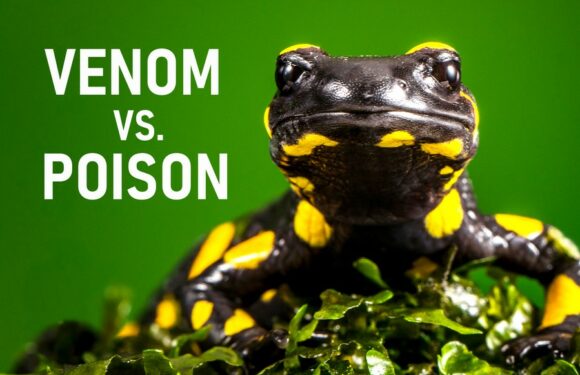 Venomous vs. Poisonous Animals: What’s the Difference?
