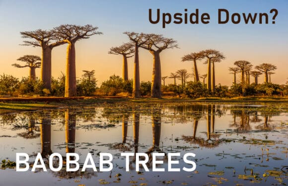 Baobab: Africa’s Upside Down Tree