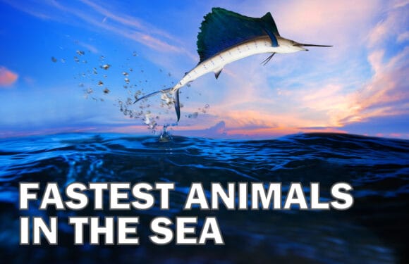 The 15 Fastest Animals in the Sea
