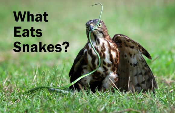 What Eats Snakes? These Animals Do