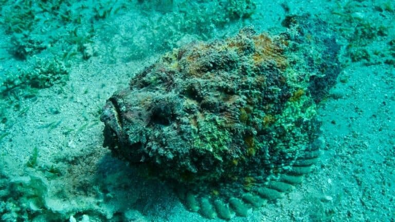 The 20 Ugliest Fish in the Ocean (With Photos) | Ultimate Kilimanjaro