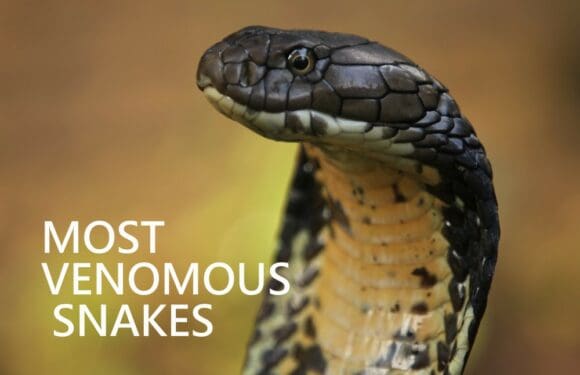 The World’s 12 Most Venomous Snakes (Deadly)