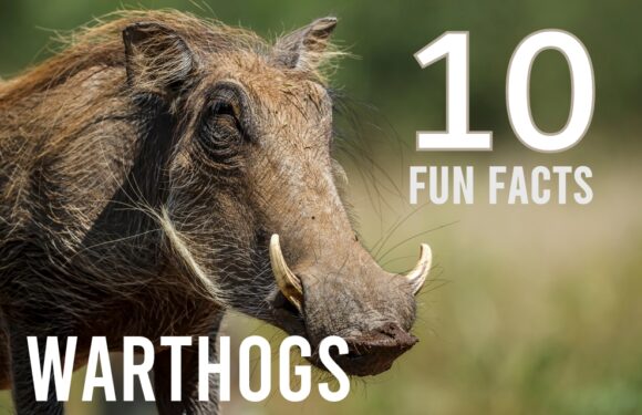 10 Fun Facts About Warthogs