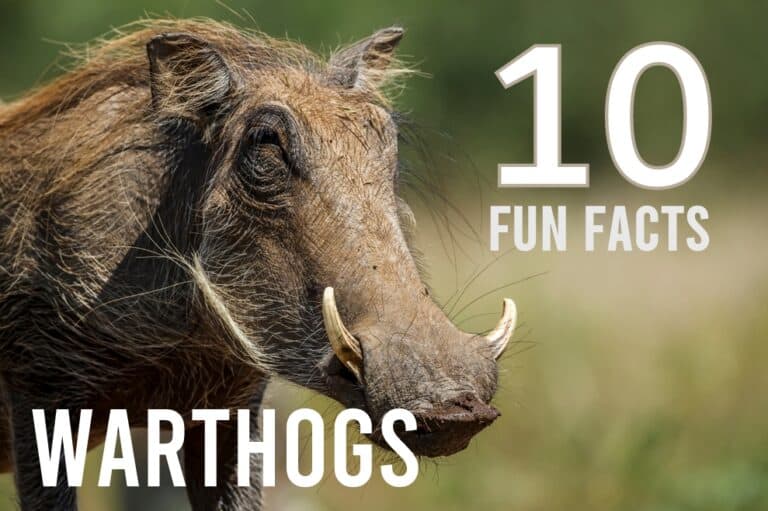 10 Fun Facts About Warthogs | Ultimate Kilimanjaro