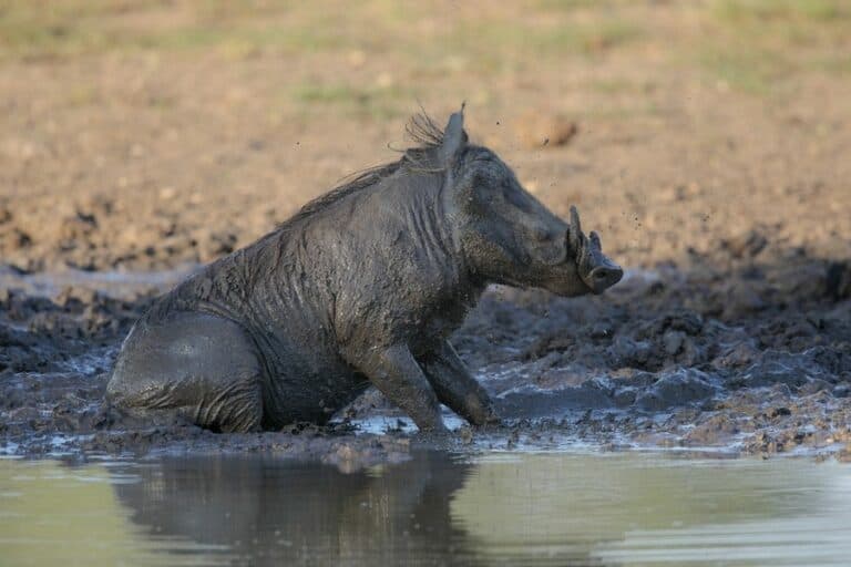 10 Fun Facts About Warthogs | Ultimate Kilimanjaro