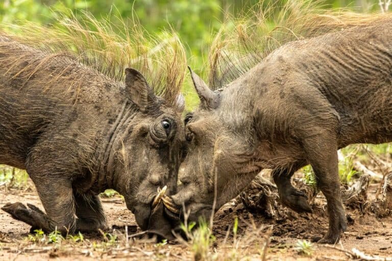 10 Fun Facts About Warthogs | Ultimate Kilimanjaro