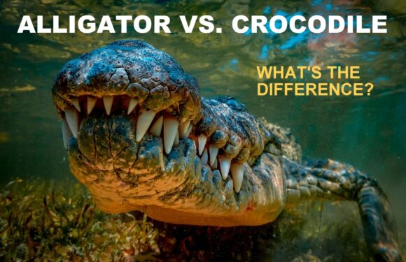 Alligator vs. Crocodile: What’s the Difference?