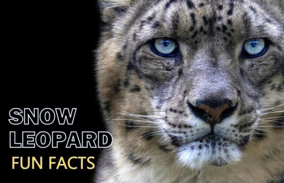 10 Fun Facts About Snow Leopards