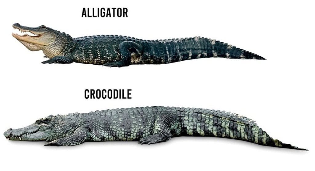 Crocodiles Vs Alligators Size Crocodiles Vs Alligators Size
