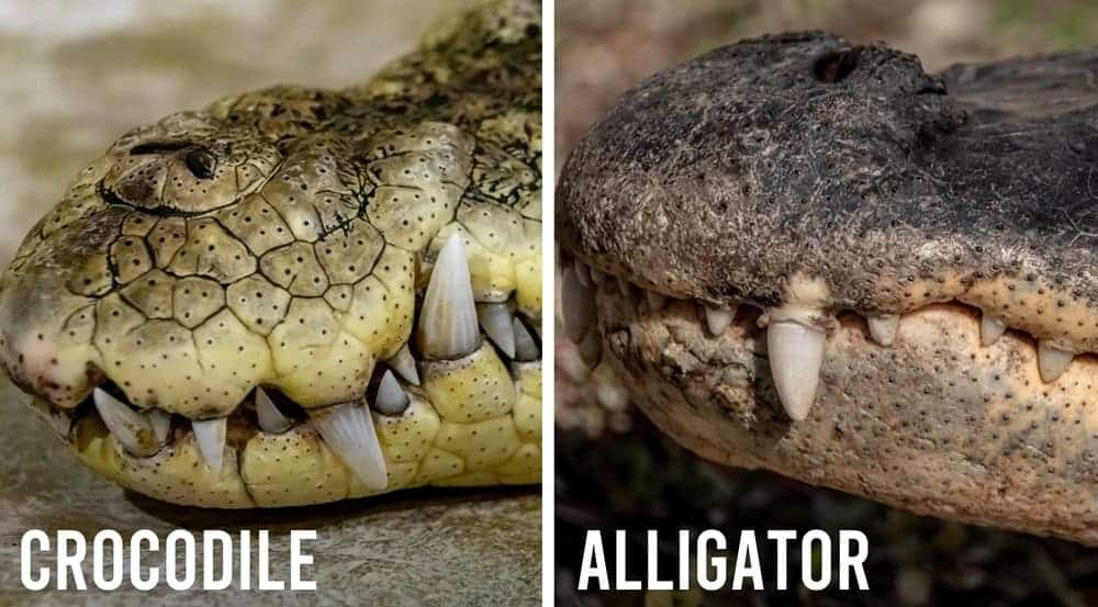 Crocodiles Vs Alligators Size