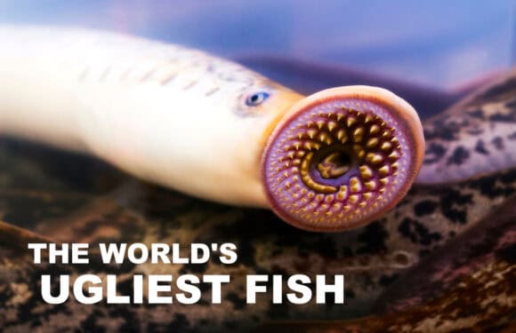 The 20 Ugliest Fish in the Ocean (With Photos)