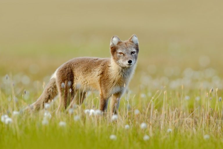 Biolife Animal The 25 Best Camouflage in Animals (With Photos) | Biolife.earth