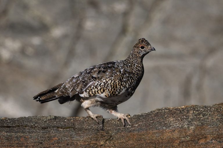 Biolife Animal The 25 Best Camouflage in Animals (With Photos) | Biolife.earth