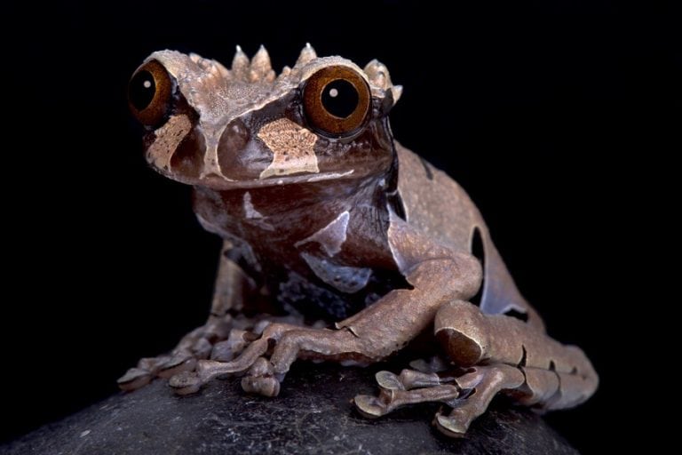Biolife Animal The 25 Best Camouflage in Animals (With Photos) | Biolife.earth