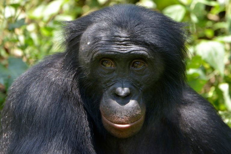 Are humans primates ultimate kilimanjaro